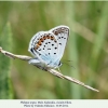 plebejus argus elista male1